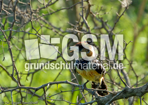 Haubenbartvogel (2 von 2).jpg